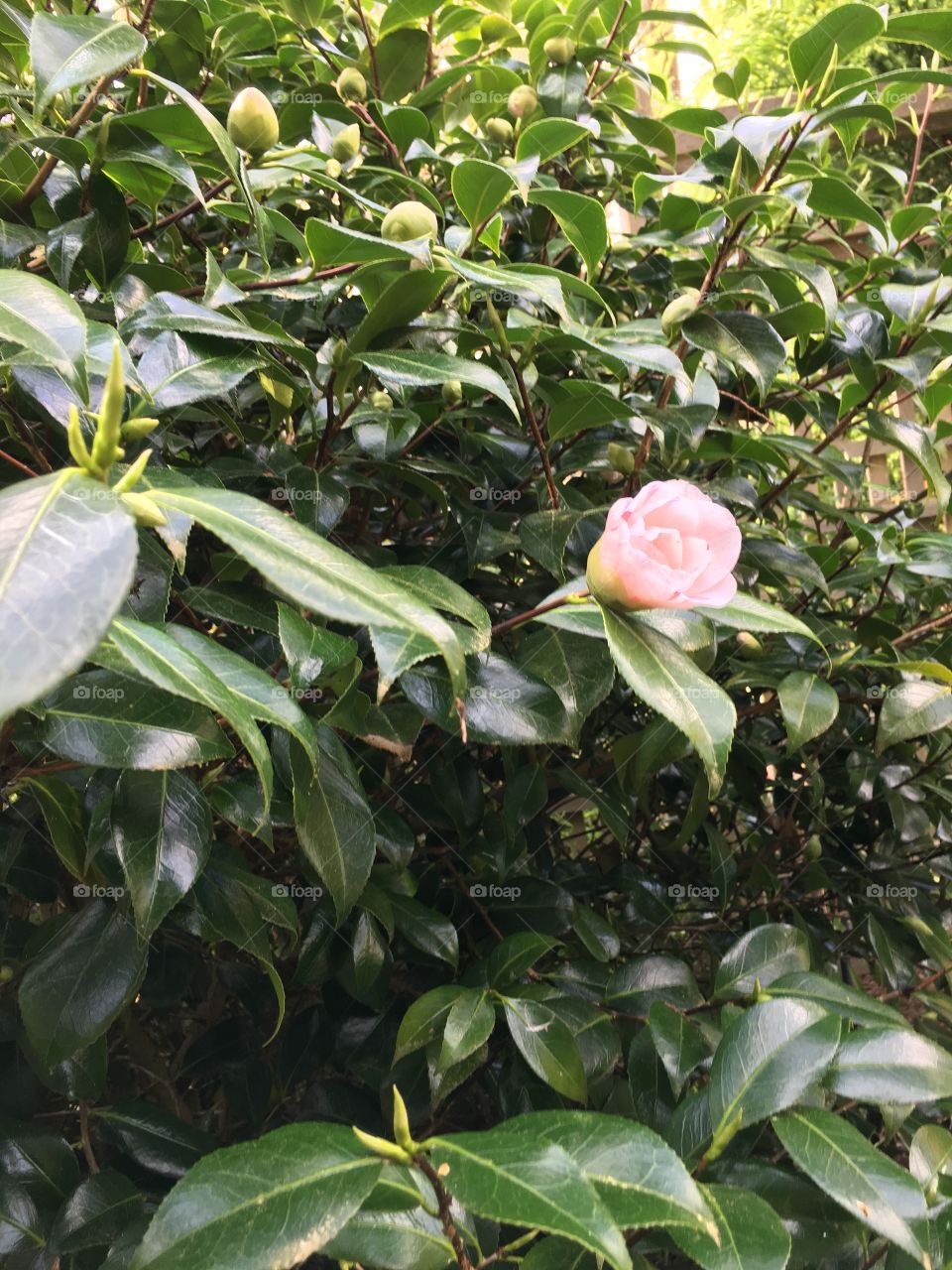 Blooming single camellia flower