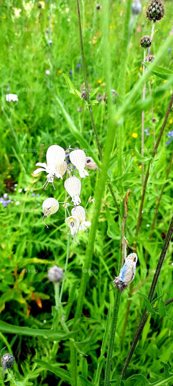 Wildflowers close up.  Mobile photo.