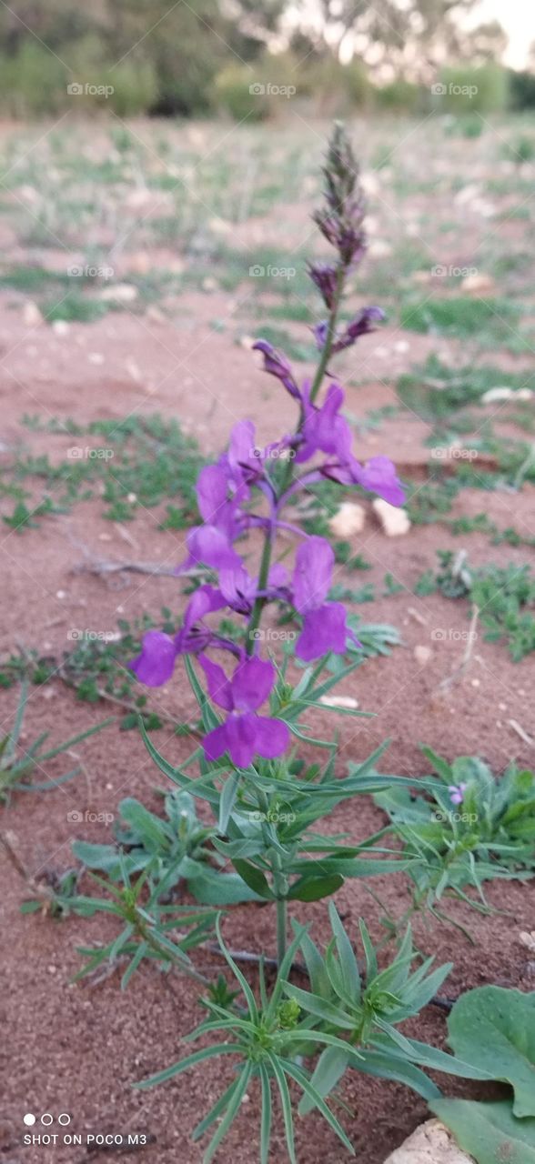 beautiful purple flowers