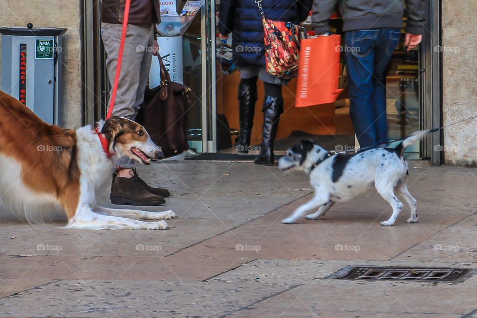 Dogs meet and play