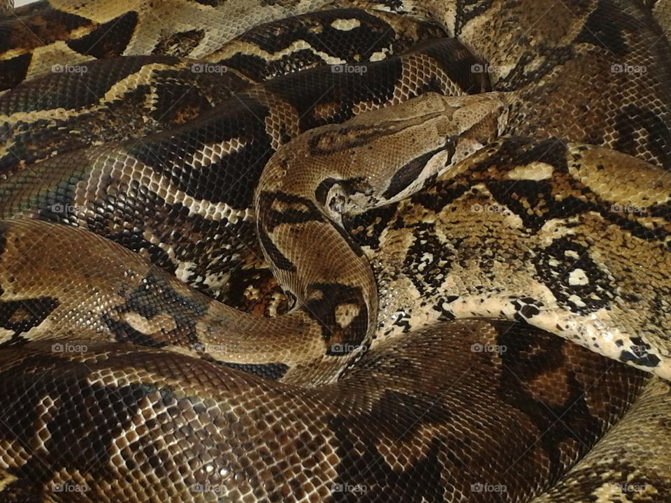 Boa Constrictor