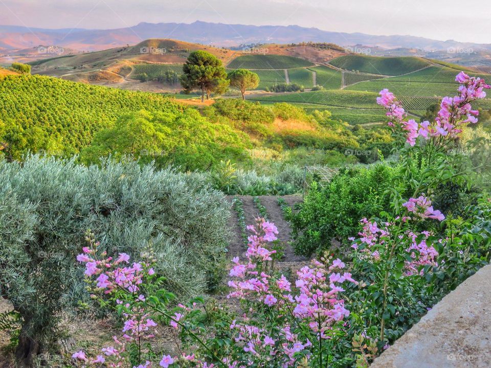 Flower plants on agriculture field of hill