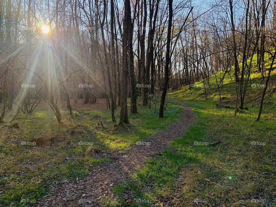 backlight in an autumnal forest with the sun's rays filtering through the trees