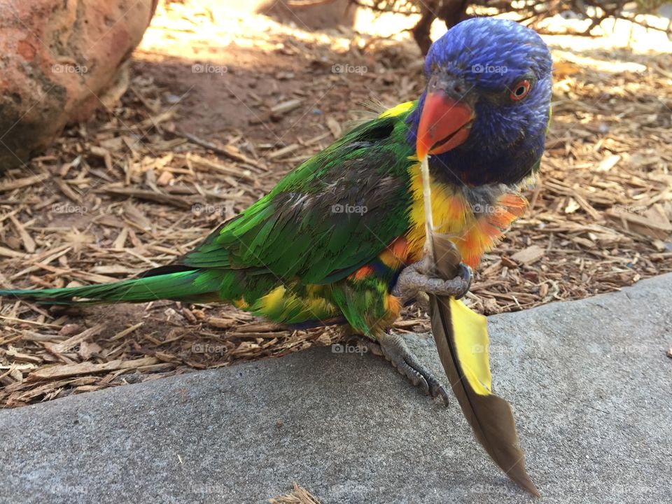 Lorikeet with Feather 1