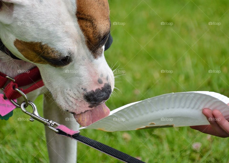 Dog at a picnic