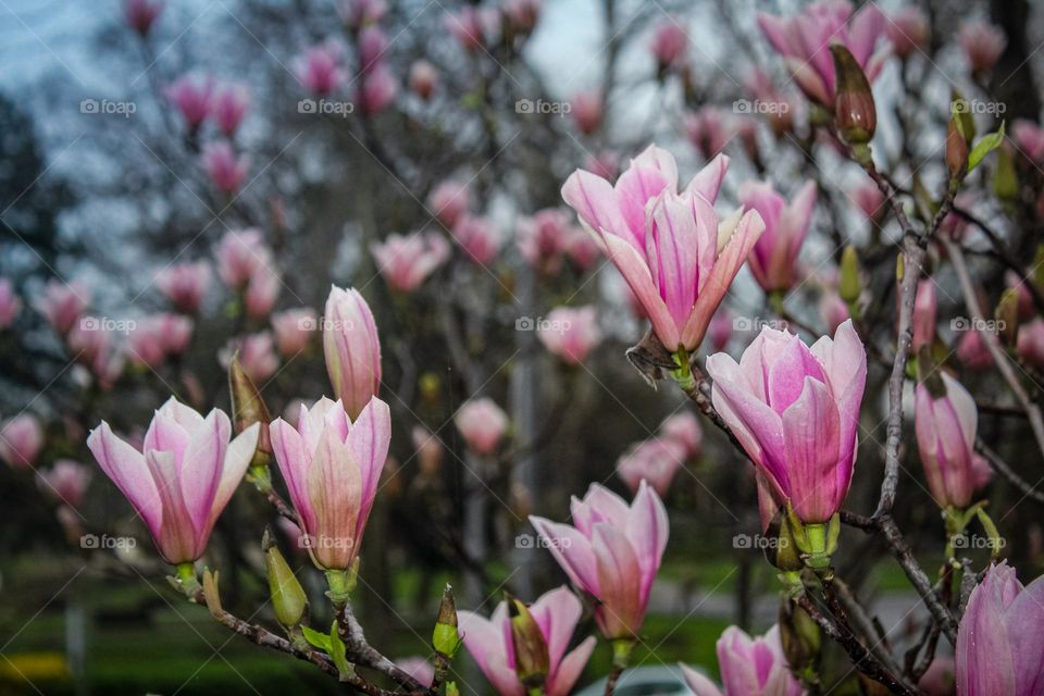 Magnolia flowers