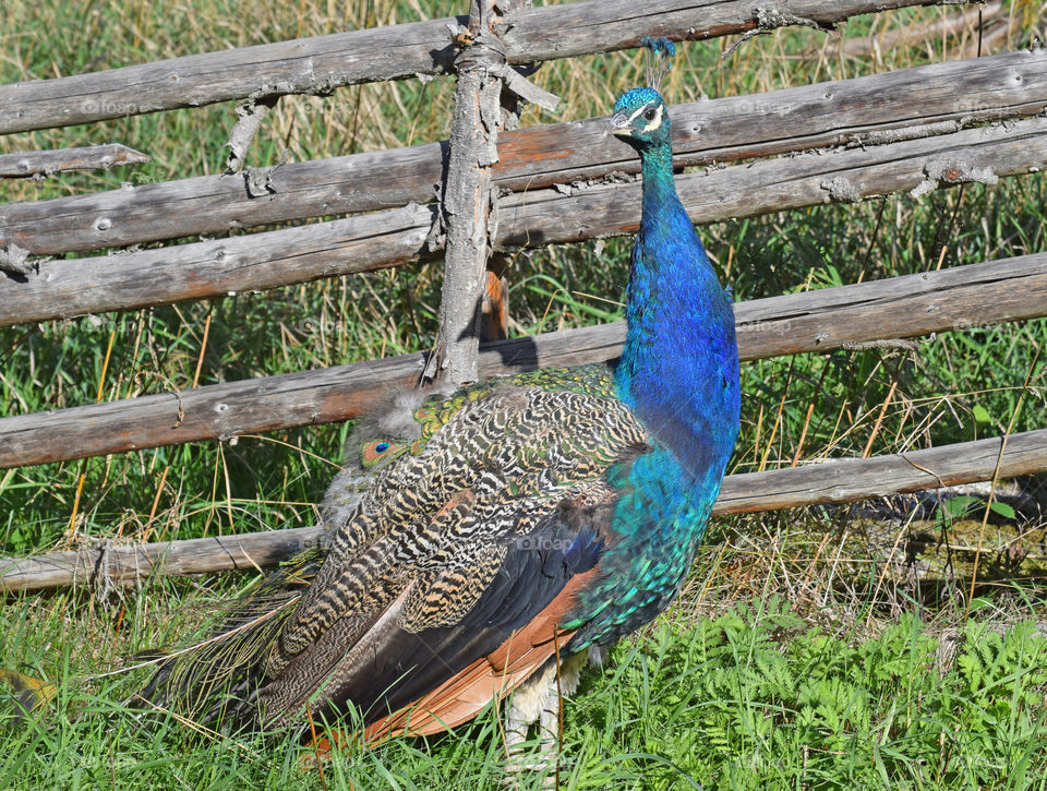 peacock fence