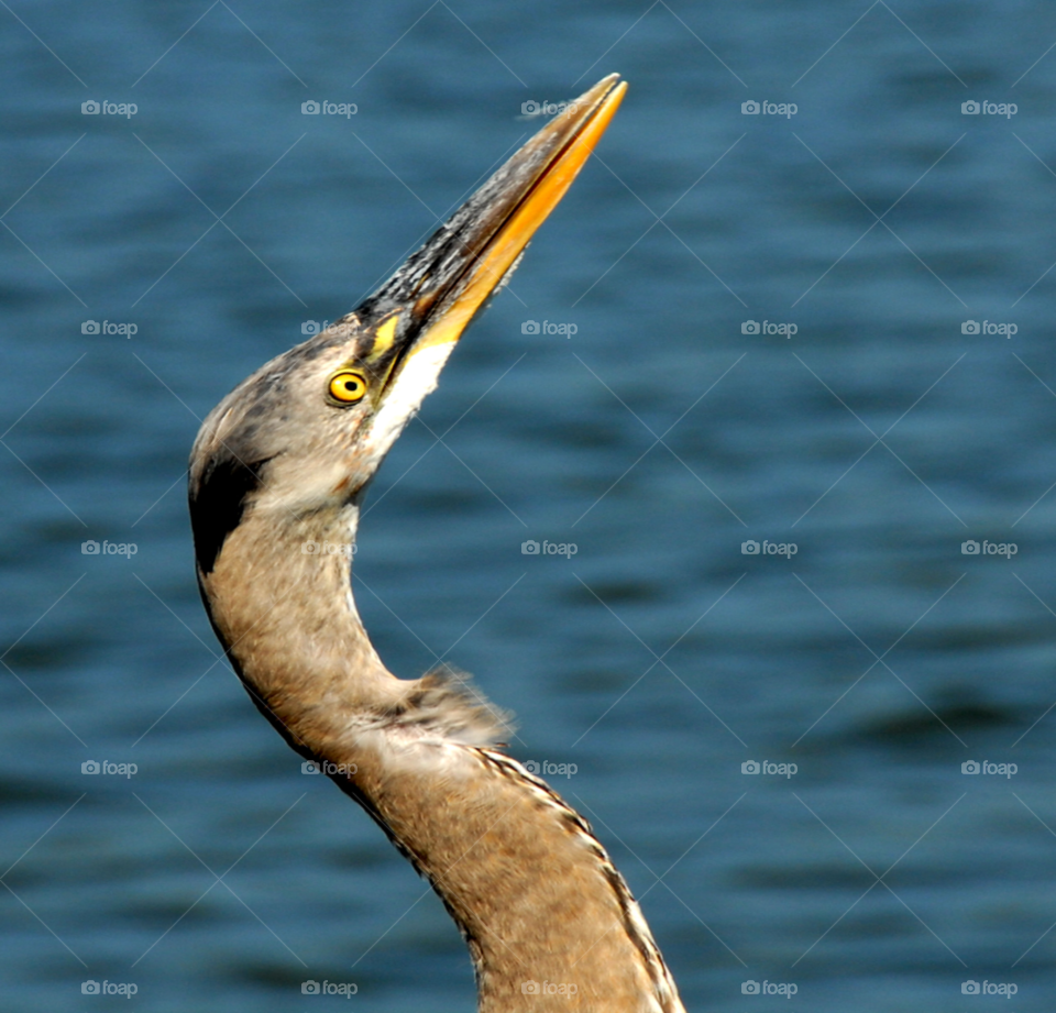 blue great eye bird by lightanddrawing