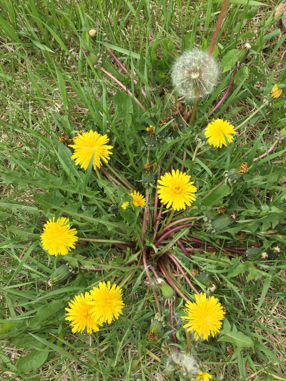 Dandelions and Summer Grassy Wishes
