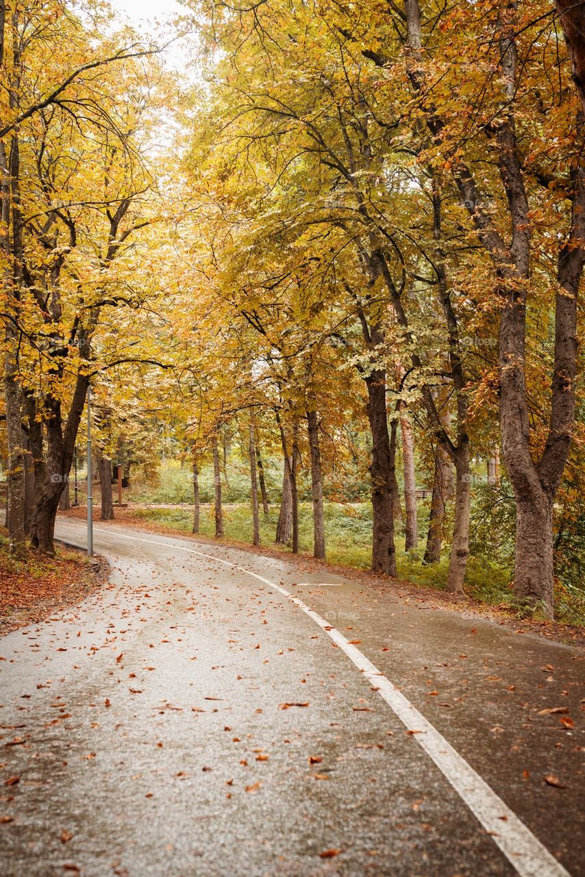 autumn road