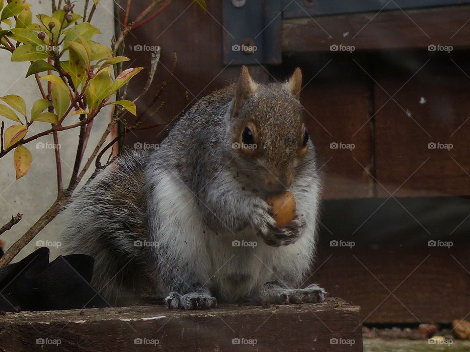 Closeup squirrel eating nut in domestic garden 