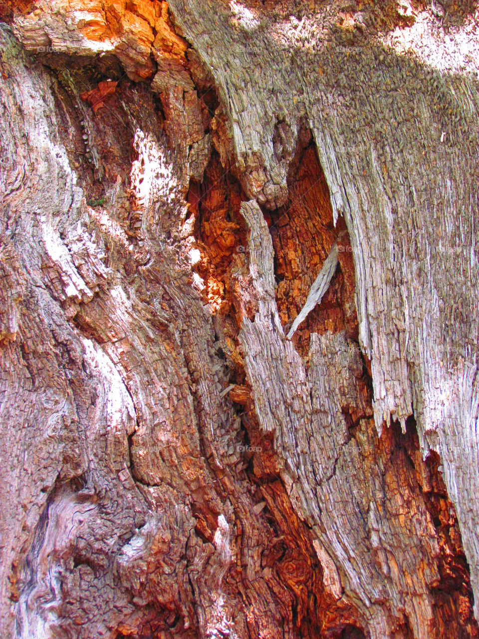 Barking up the wrong tree