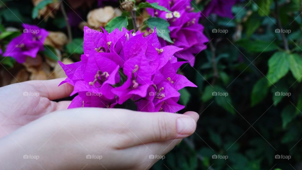 Flowers#blossom