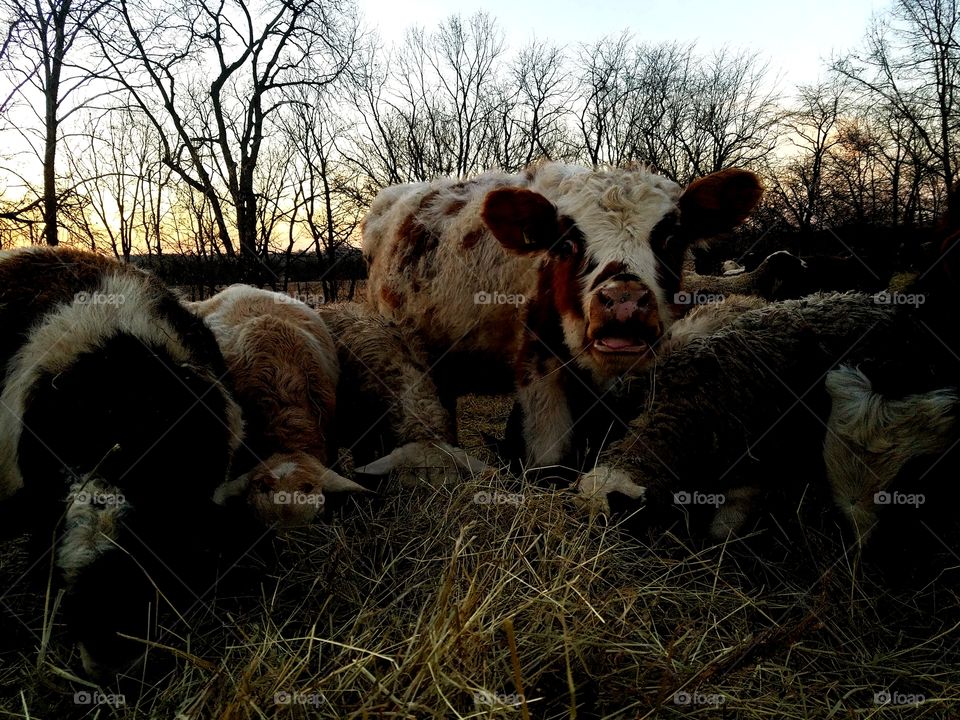 group of guys gobbling up their dinner