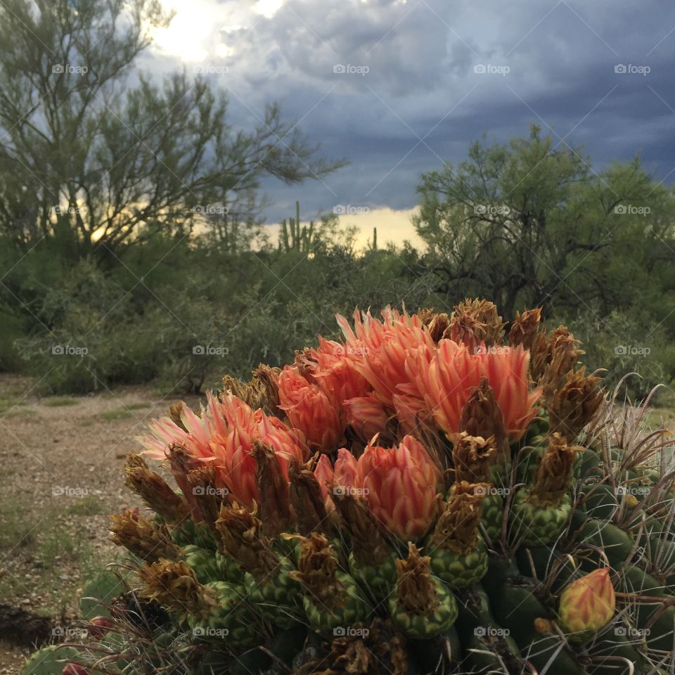 Desert Cactus Flower 