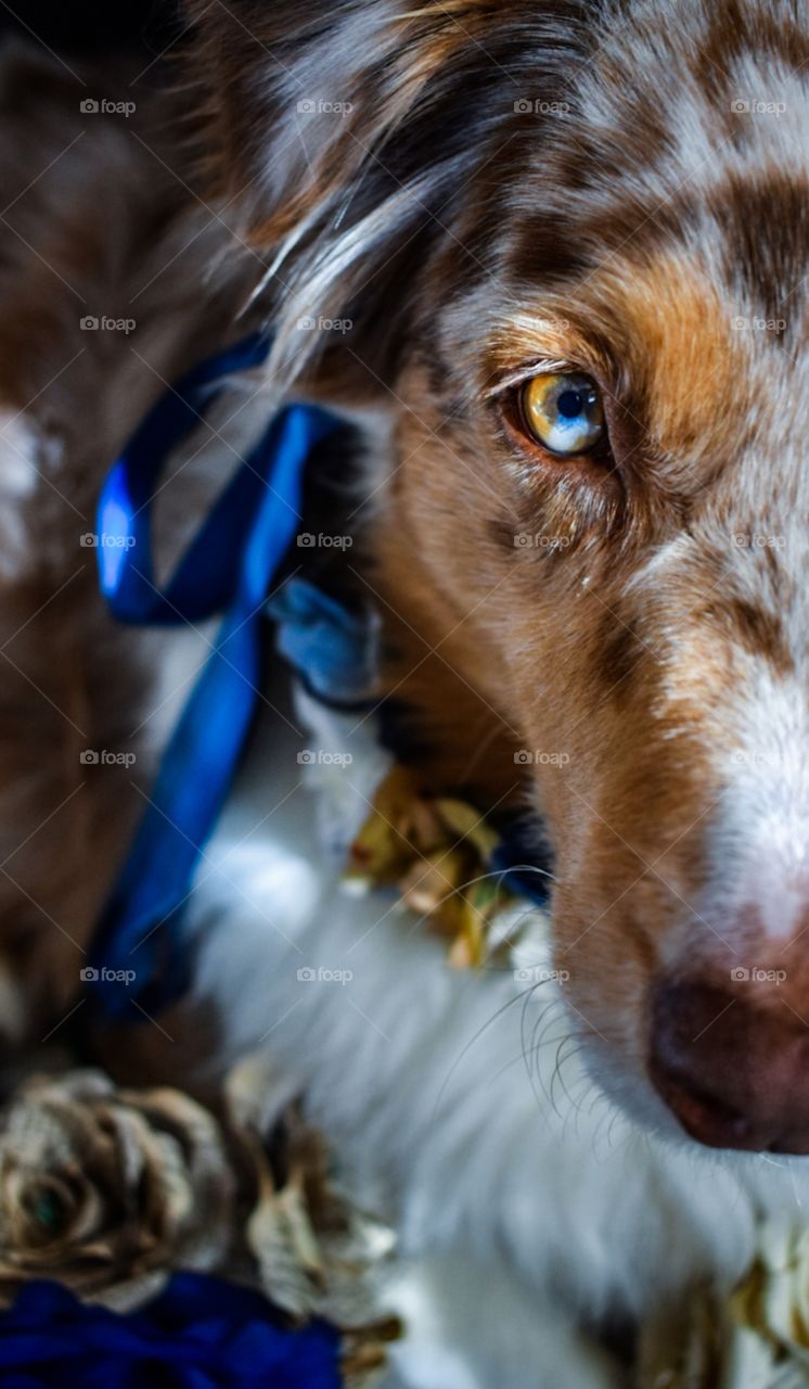 Close Up Dog Portrait