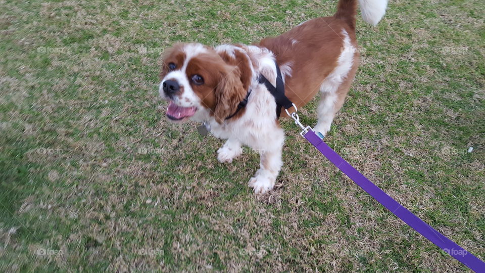 King Charles cavalier dog