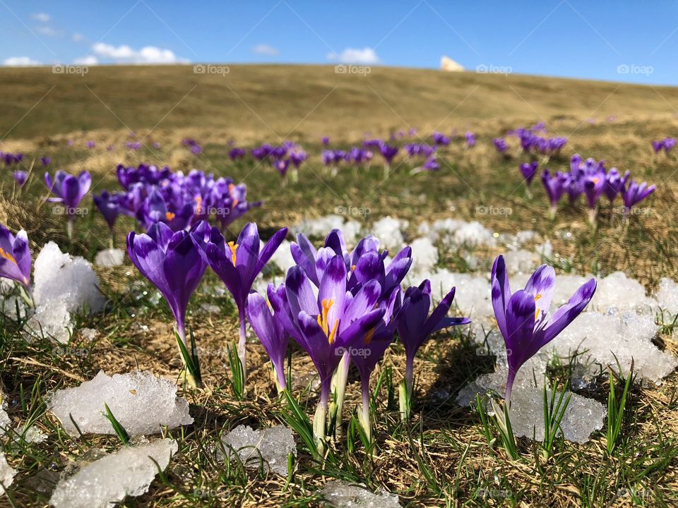 Spring flowers