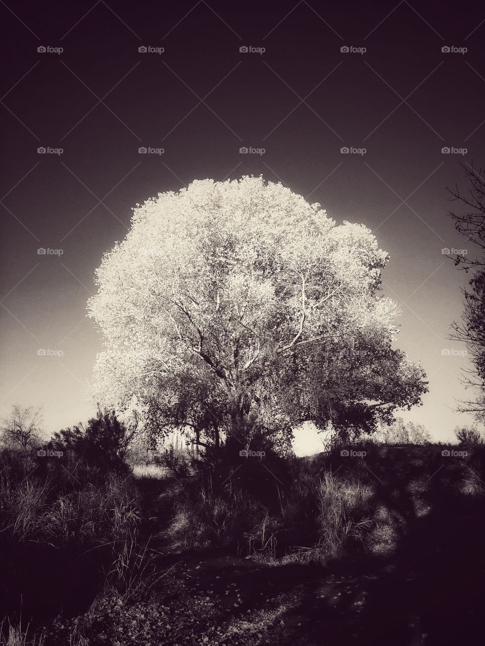 Autumn Tree 2018 (monochrome)