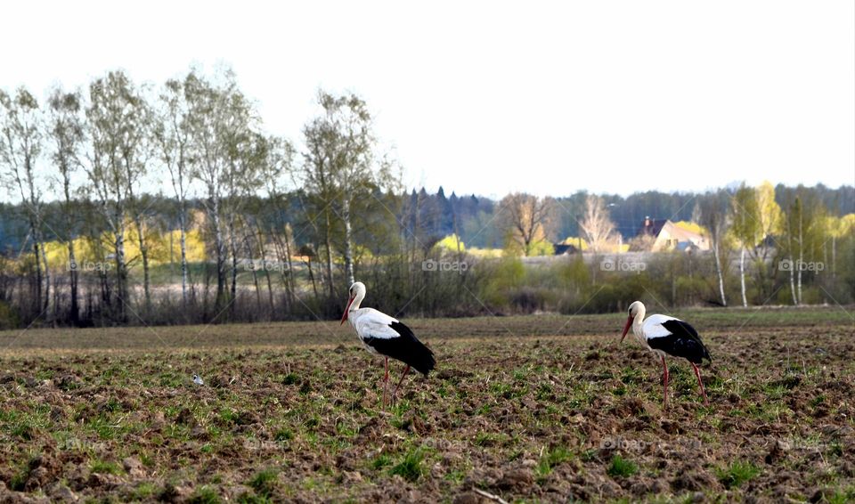 Stork in the field