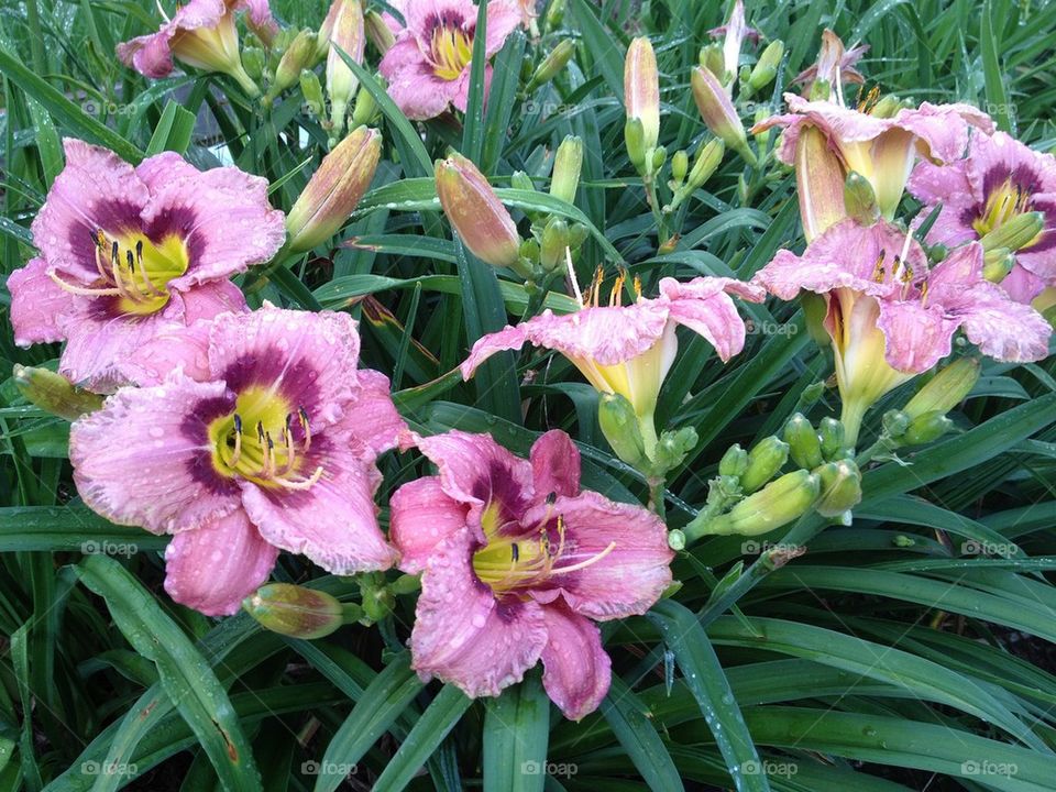 Daylilies 