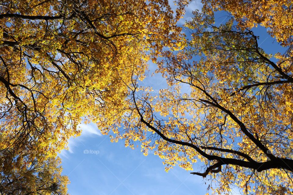 Yellow leaves on branches against blue sky