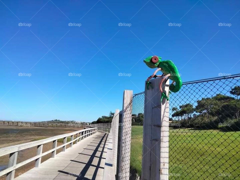 Chameleon overlooking paradise :)