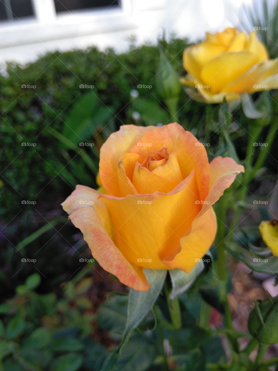 Peace hybrid rose