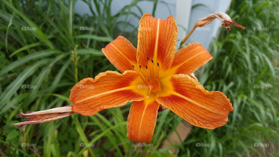 Orange day lilly blooming