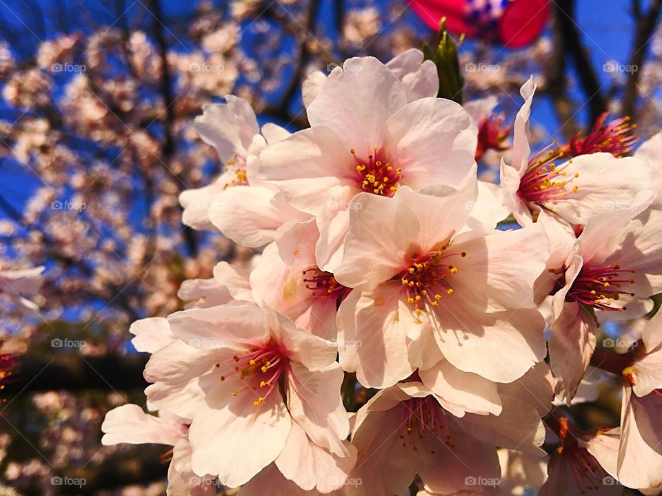 Sasebo japan cherry blossoms