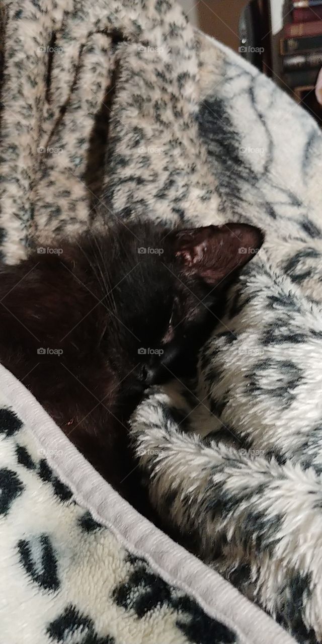 fuzzy black cat male dark