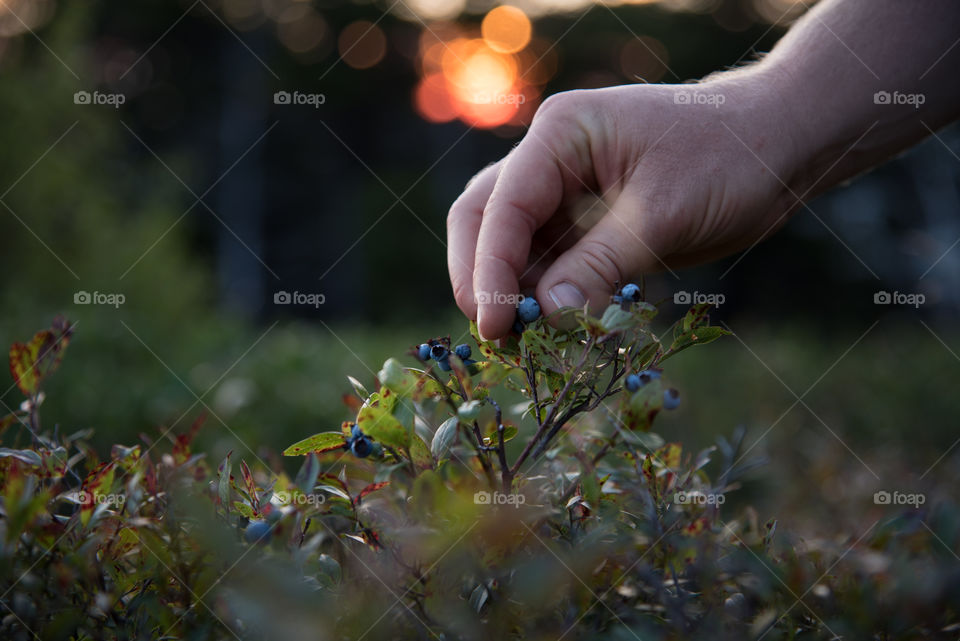Picking wild blueberries on the mountain side at sunset