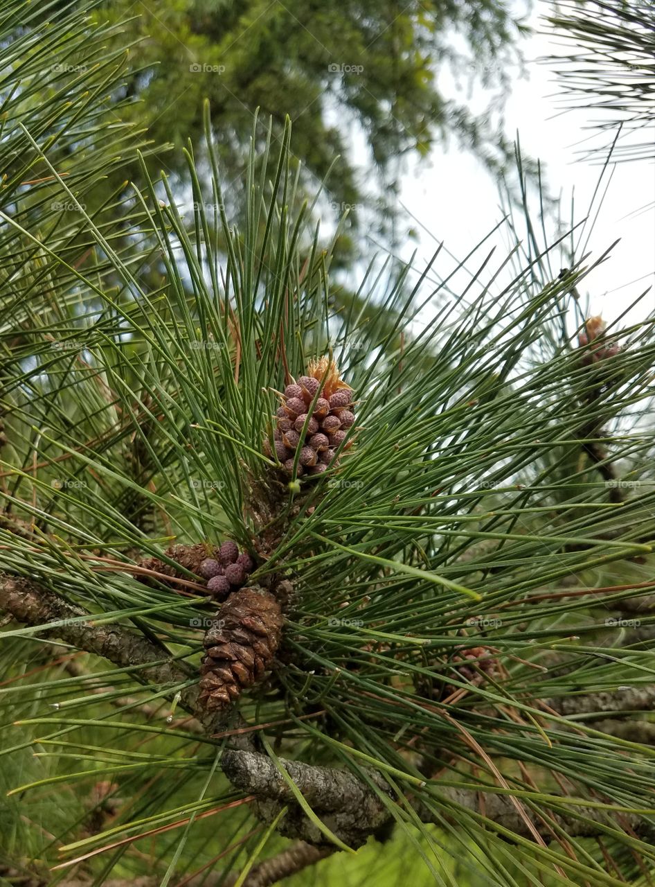 pine tree