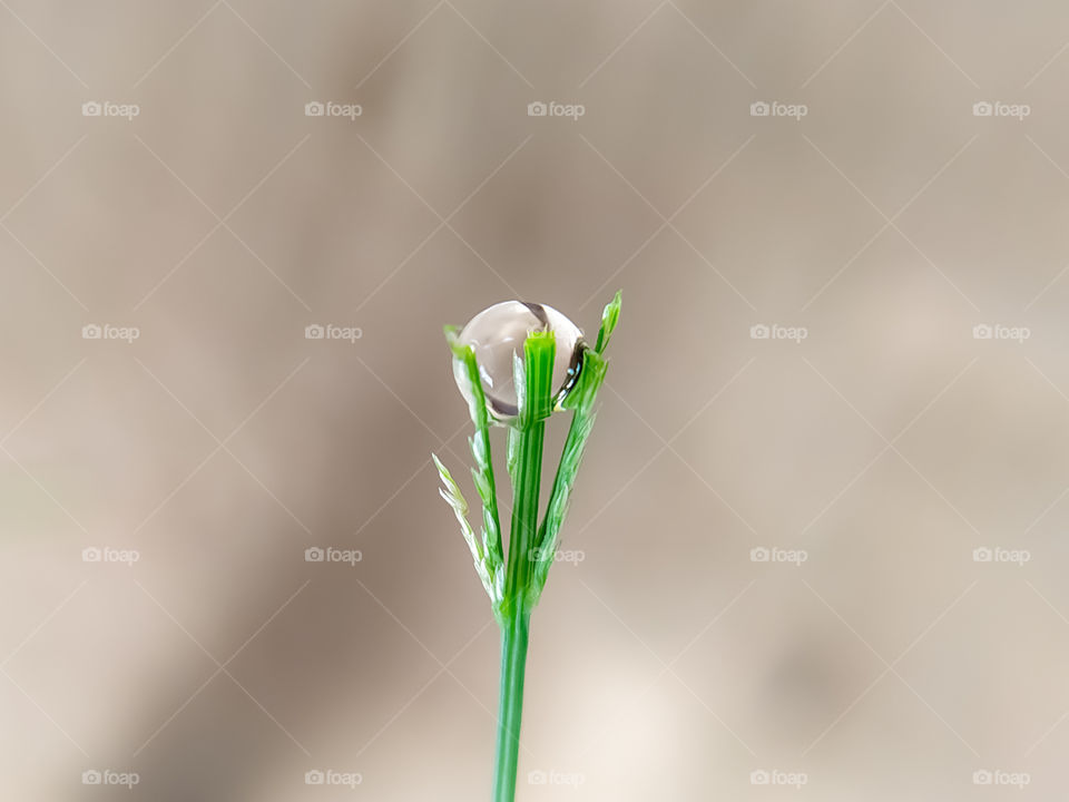 Beautiful Dew drops of fresh clear transparent water on leaves of the grass in the morning, macro. close up with defocused gray background.