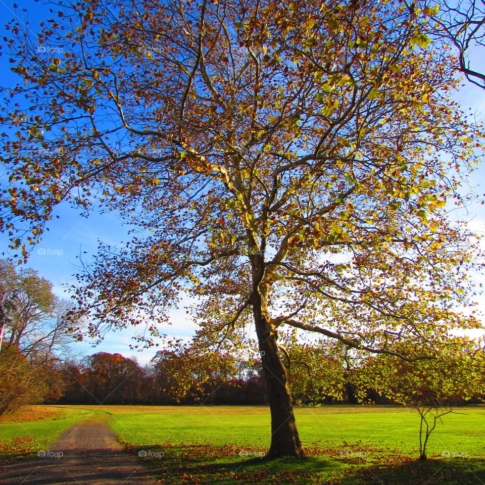 pretty landscapes. trees in the sun.