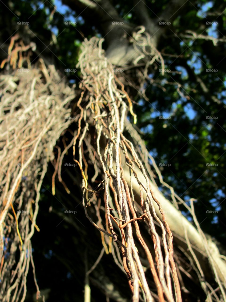 hanging root system. tree's above ground hanging root system