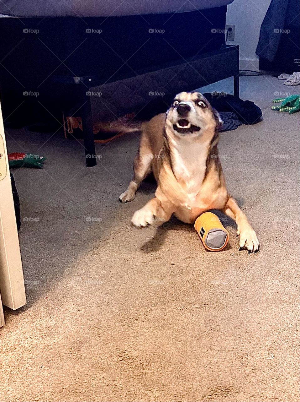 My dog caught me watching him play with toys. Now he wants to play with me