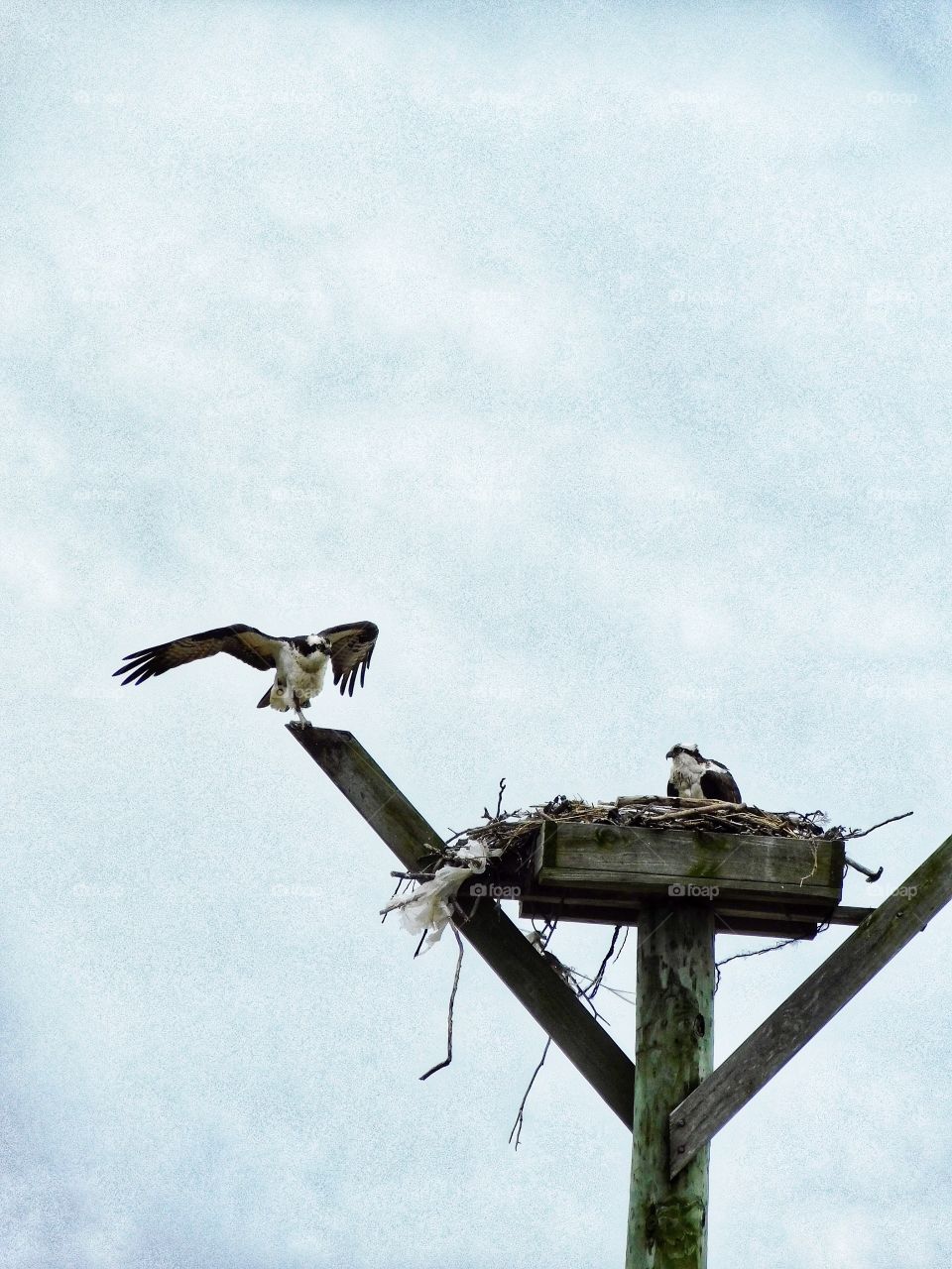 Osprey at Pleasure Beach in Bridgeport, CT