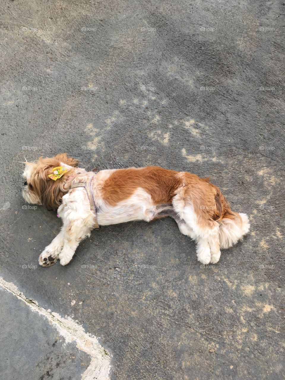 ‪Eu no cansaço extremo... e recebo a foto da minha cachorra descansando. ‬
‪INVEJA!‬
‪ 🐶 ‬
‪#dog #pet #sono ‬