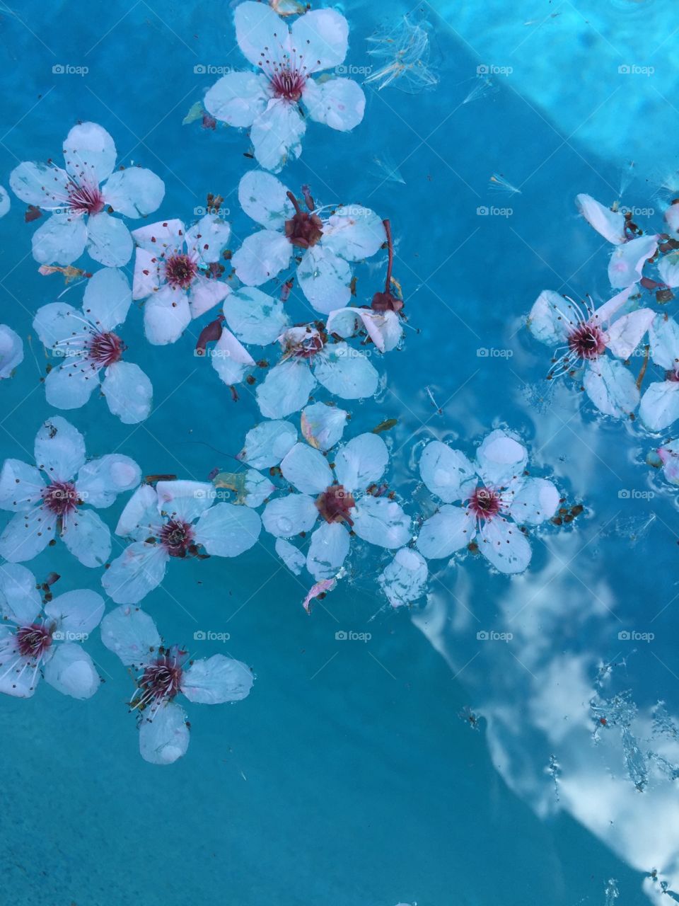 Flowers in water 