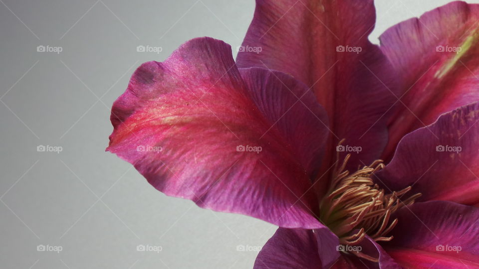 Close-up of pink clematis