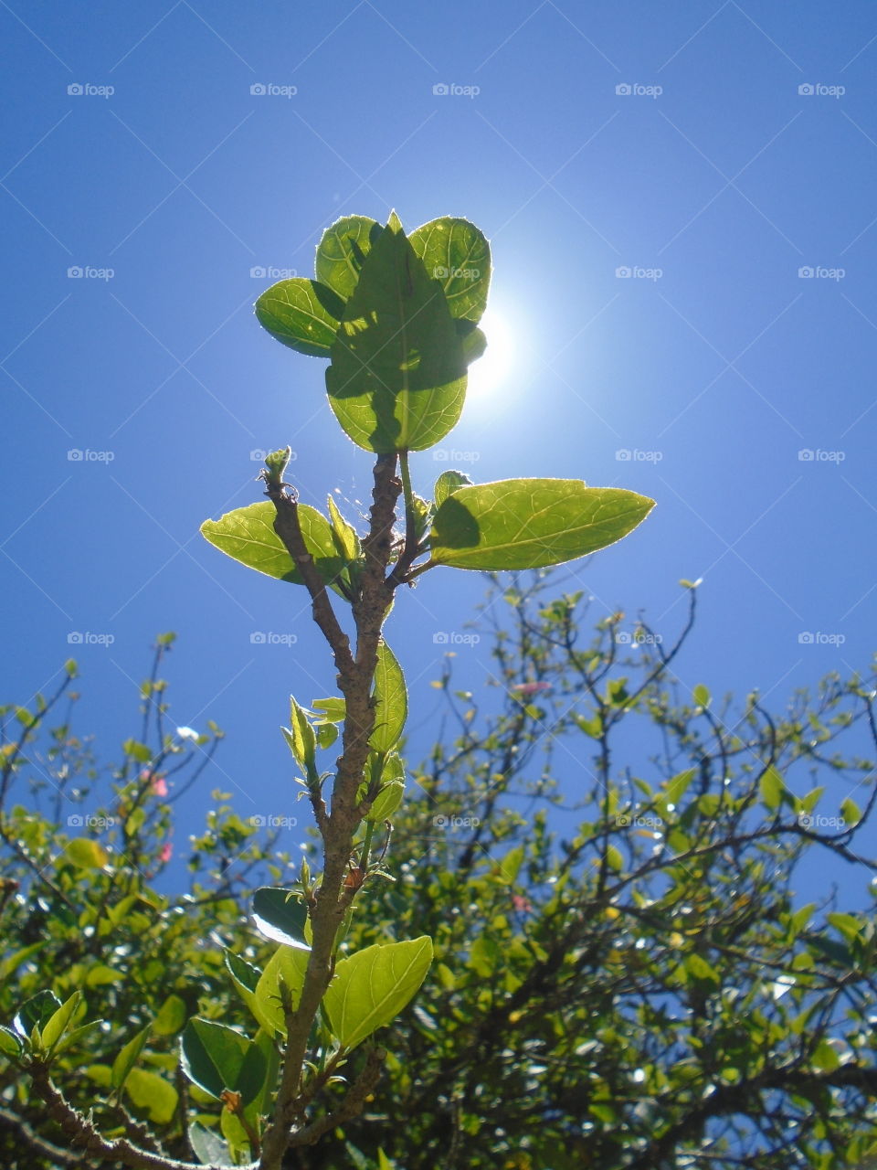 PLANT, GARDEN, LEAVES, FLOWERS, ENVIRONMENT.