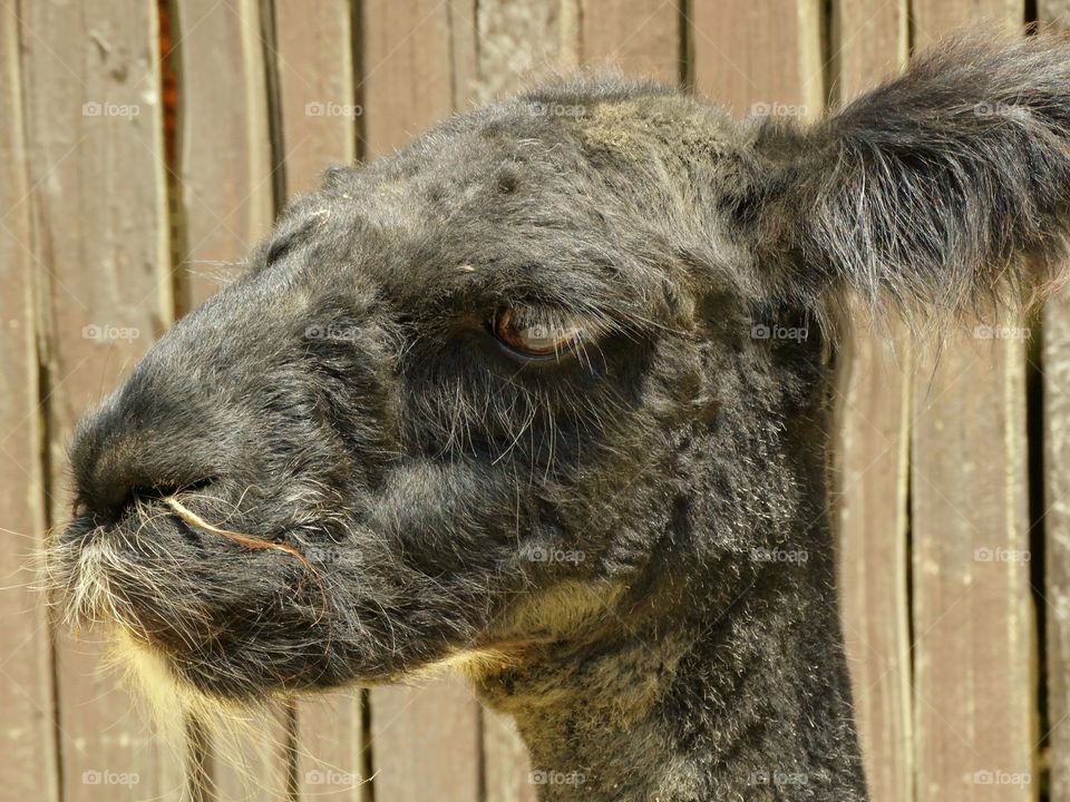 Close-up of alpaca