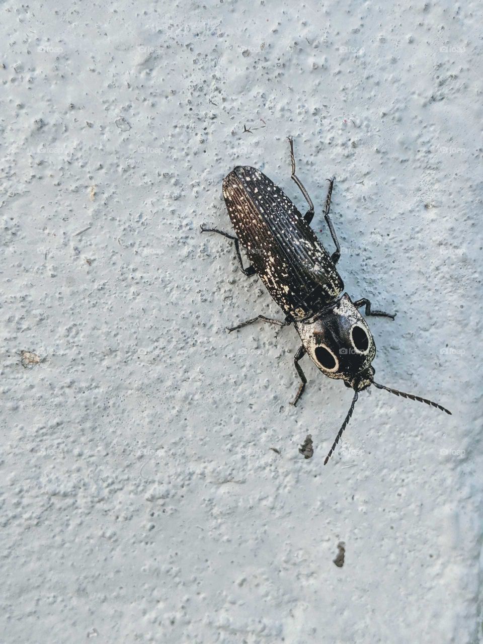 Eastern Eyed Click Beetle
