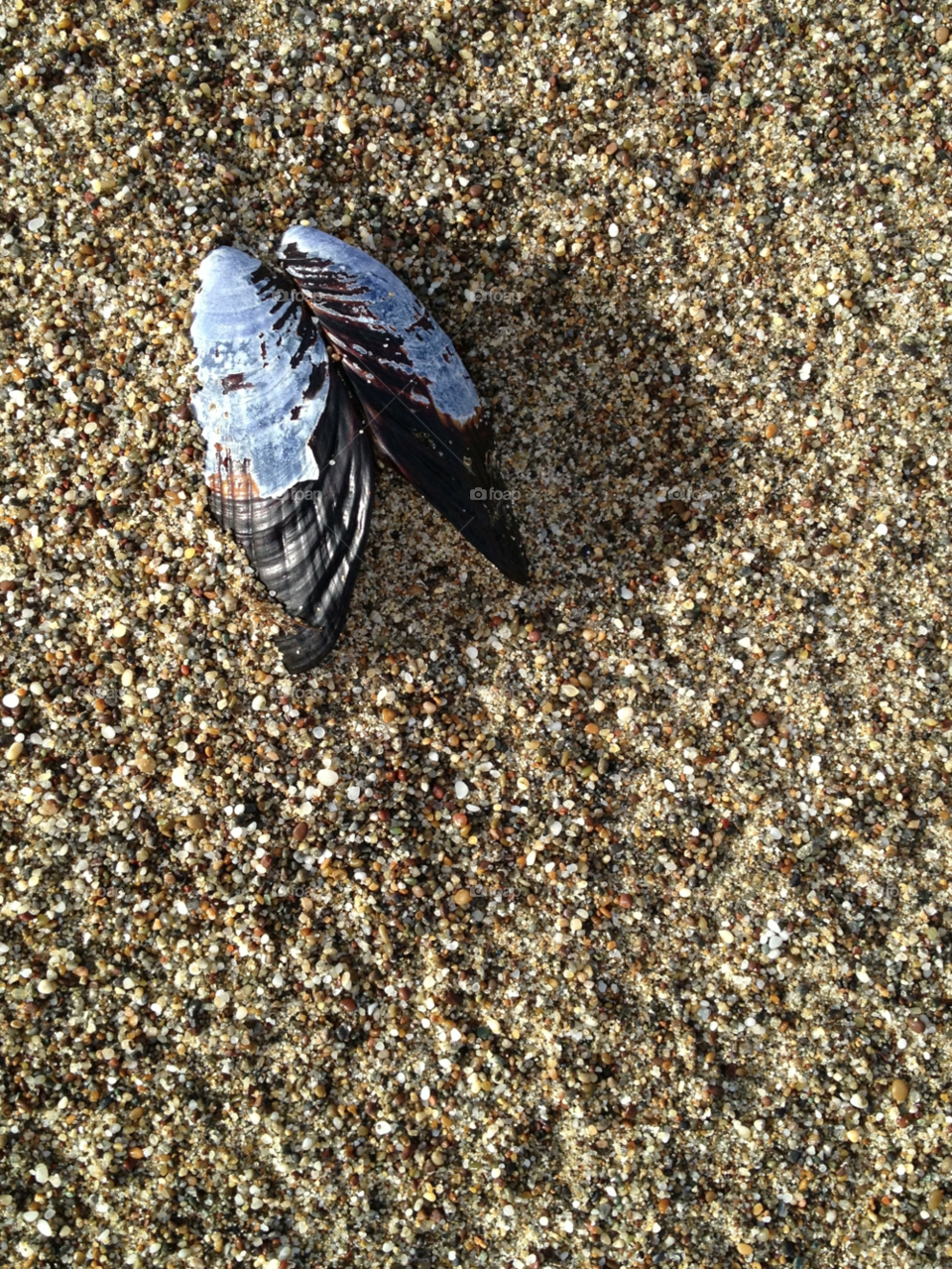 beach ocean sand clam by rosmandb