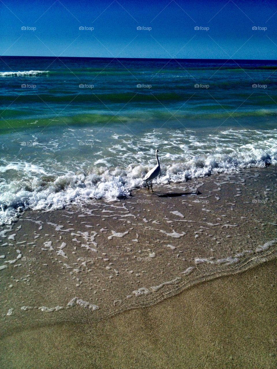 Bird at beach