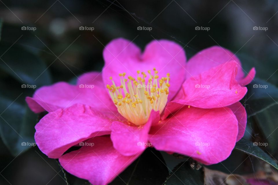 pink flower in winter in VC southeast