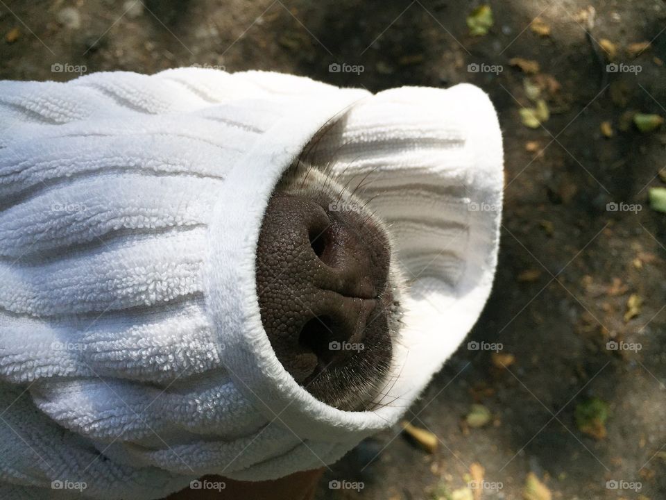 Closeup of dog's nose covered with white towel