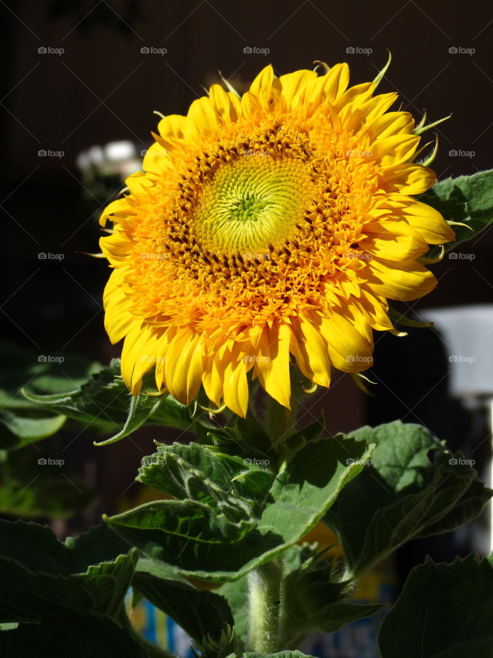 Dwarf Teddy Bear Sunflower.