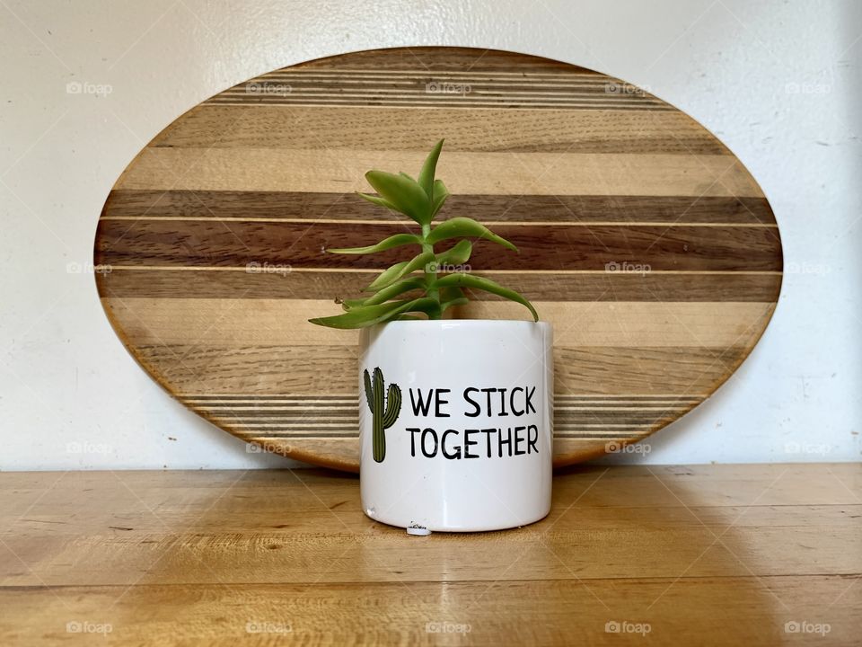 Indoor decoration at home succulent plant with white pot and brown background. We stick together.